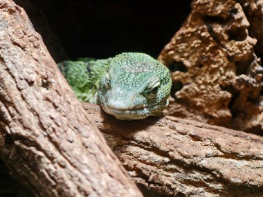 Ağaç kabuğundan süzülen Yeşil Kertenkele Dalları Arasında Dinleniyor, Sert ile Harmanlanmış Dokulu Ölçekler