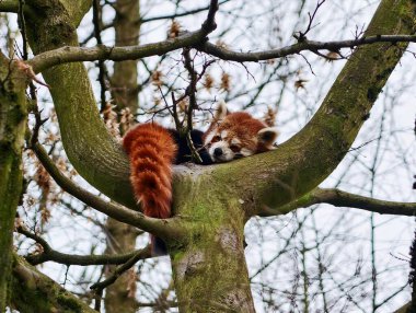 Kızıl Panda Yosunlu Dalda Dinleniyor, Kış Dallarıyla Kehribar Kürkü Kontrastı, Sessiz