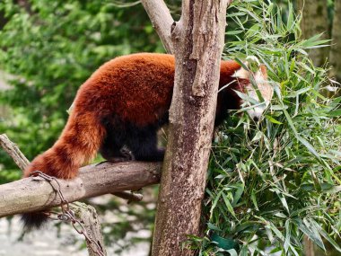 Eşek, ağaç ve binanın yanında duruyor, uzun kulaklı, yumuşak ceketli, sakin ve sakin.
