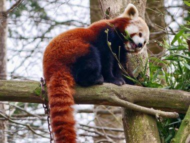 Eşek, ağaç ve binanın yanında duruyor. Uzun kulaklı ve yumuşak ceketli.