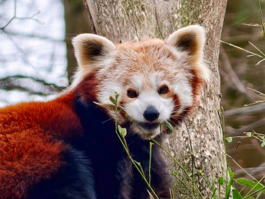 Eşek, ağaç ve binanın yanında duruyor. Uzun kulaklı ve yumuşak ceketli.
