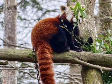 Eşek, ağaç ve binanın yanında duruyor. Uzun kulaklı ve yumuşak kulaklı.