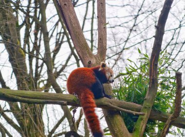 Eşek, ağaç ve binanın yanında duruyor. Uzun kulaklı ve yumuşak ceketli.