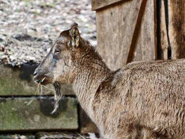 Yıpranmış ahır, desenli kürk ve bıyık görünümlü, tetikte bekleyen Geyik Avcılığı 'nın yan profili