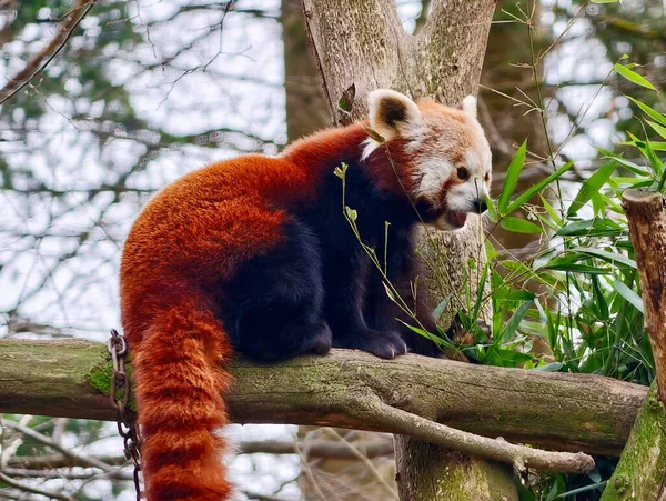 Kırmızı Panda dallara tünemiş bambu yiyor, canlı pas kürkü ve gür kuyruk görünür, sakin gölgelik ayarları
