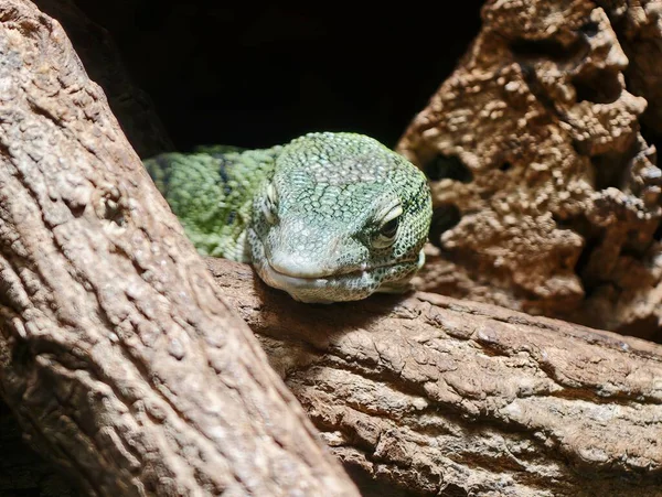 Ağaç kabuğundan süzülen Yeşil Kertenkele Dalları Arasında Dinleniyor, Sert ile Harmanlanmış Dokulu Ölçekler