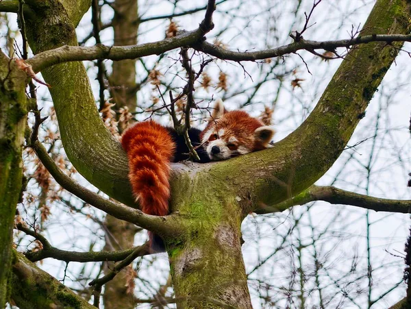 Kızıl Panda Yosunlu Dalda Dinleniyor, Kış Dallarıyla Kehribar Kürkü Kontrastı, Sessiz