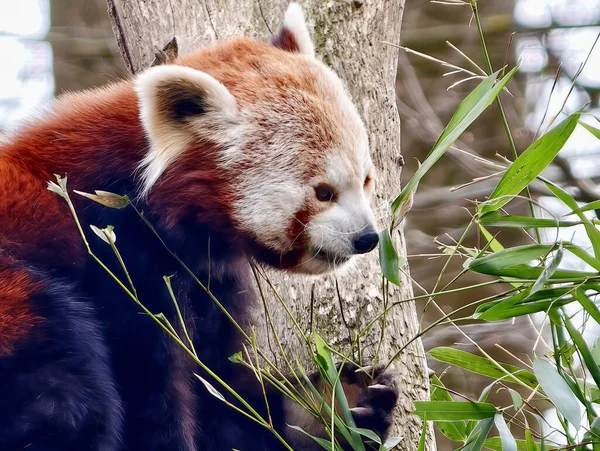 Eşek, ağaç ve binanın yanında duruyor. Uzun kulaklı, yumuşak ceketli, sabırlı ve sakin.
