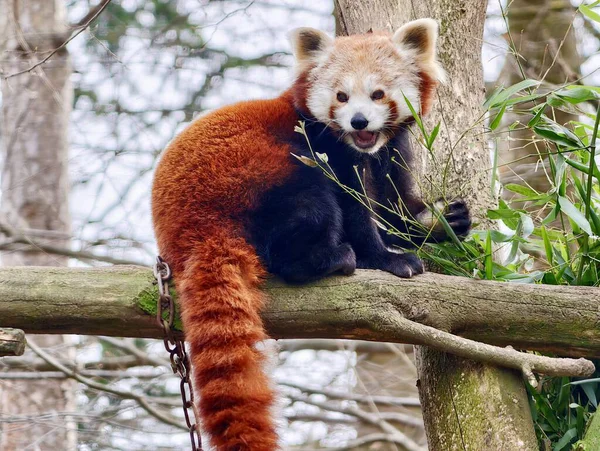 Eşek, ağaç ve binanın yanında duruyor. Uzun kulaklı ve yumuşak ceketli.