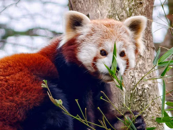 Eşek, ağaç ve binanın yanında duruyor, uzun kulaklı ve yumuşak ceketli, sakin.