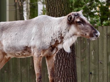 Ren geyiği profili Ağaç ve Çitin yanında, benekli palto ve küçük boynuzlar tahta arka planda görünür