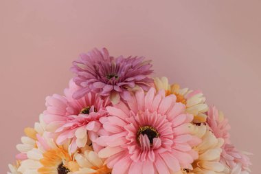 Makro yakın plan, çok renkli yapay Gerbera çiçekleri (pembe, mor, sarı) pastel pembe arka plana karşı. Canlı ve dinamik estetik, dijital arka planlar, güzellik ürünü tanıtımı veya sanatsal duvar baskıları için mükemmel..