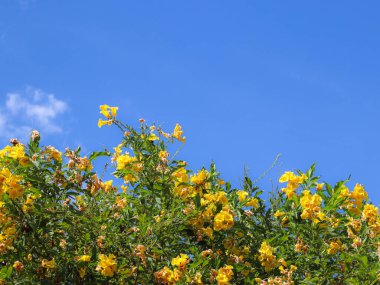 Tecoma stans, ya da Sarı Yaşlı çiçekler, açık mavi bir gökyüzü karşısında tam çiçek. Canlı sarı yapraklar ve taze yeşil yapraklar, tropikal canlılığı, yaz mutluluğunu ve doğal büyüme kavramını iletmek için mükemmel bir kontrastı oluşturur..