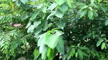Bodhi Ağacı 'nın (Ficus religiosa) yoğun, yemyeşil yaprakları arasında pürüzsüz bir geçiş videosu. Zengin, doğal bir arkaplan dokusu oluşturur, meditasyon, eko-projeler ve ruhsal içerik için mükemmeldir.