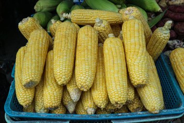Mavi market sepetinde toplanmış taze toplanmış sarı mısır koçanları. Görüntü, tarım ve sağlıklı gıda kampanyaları için mükemmel olan yaz hasadının bolluğunu vurguluyor..