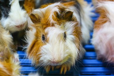 Beyaz ve bronz kürklü kameraya bakan sevimli kobay fareleri. Hayvan bakımı makaleleri, ürün ambalajları, hayvan kurtarma kampanyaları ya da sıcaklığı ve arkadaşlığı ön plana çıkaran yaşam tarzı görselleri için mükemmel..