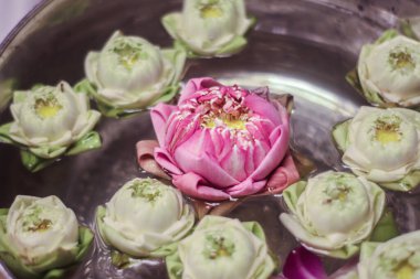 Parlak pembe bir nilüfer çiçeği, katlanmış beyaz nilüfer çiçekleriyle çevrili gümüş bir kasenin ortasında süzülür. Düzenleme saflık, sükunet ve Tayland kültür su ayinlerinin zarafeti, sağlık ve spa temaları için idealdir..