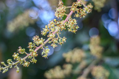 Tropik bir meyve bahçesinde taze mango ağacı tomurcuklanır. Yumuşak bokeh ile yüksek kaliteli makro çekim, yaklaşan meyve hasadının karmaşık çiçek detaylarını vurguluyor. Tarım ve doğa blogları için harika.