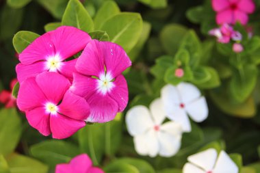 Tepesinde üç canlı pembe Madagaskar menekşe çiçeğinden oluşan ve tropik yaz bahçesinde simetrik beş taç yaprağı bulunan bir daire. Yumuşak beyaz Bokeh çiçekli arka plan botanik sükuneti ve sağlık cazibesini arttırır.