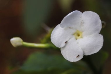 Brunfelsia americana 'nın yüksek açılı düzlüğü beyaz yaprakları keşfeden iki küçük karıncayla kaplıydı. Doğal bulanık yeşillik arka planı ekosistem dengesi ve biyolojik çeşitlilik kavramını geliştirir.