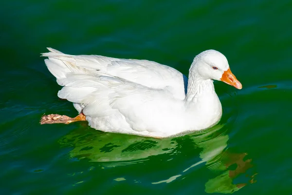 黄鸭平静的湖面上的一只白鸭 日落时有绿水 图库图片