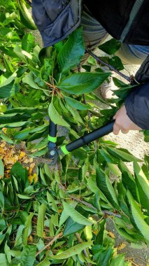 Bahçedeki ağaçları budamak, uzun saplı bir mezeciyle kiraz budamak, bahçe ekipmanları ve sonbaharda bahçede çalışan bir bahçıvan..