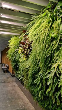 Kapalı alanda bahçe işleri, canlı bitkilerden yapılmış yeşil duvar, refah ve rahatlama bölgesi konsepti, ev iç mimarisi ve yeşil alanlar..