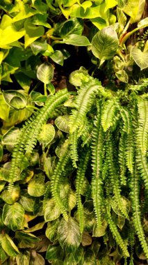 Yeşil ve beyaz bitki yapraklı arka plan. Eğreltiotu yaprakları ve uzun yapraklar, doğal bitkiler, ilaçlar, dinlenme ve dinlenme kavramı, doğa ve kartla bağlantı