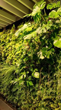 Canavarlar, eğrelti otları, duvarlar, canlı bitkilerden yapılmış yeşil duvarlar, refah ve rahatlama bölgesi konsepti, ev iç mimarisi ve yeşil bölgeler. Yeşil bitkileri eve kavuştur