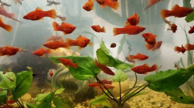 Su yeşili, rahatlama, zooloji ve meditasyon konsepti ve iç mekan olan bir akvaryumda kırmızı kılıçbalığı ve smal guppy balığı. 