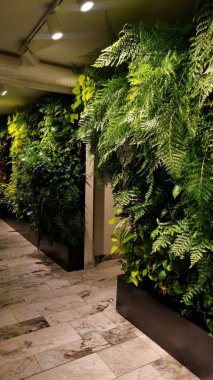 Kapalı alanda sarmaşık ve canavar yaprakları da dahil olmak üzere çeşitli bitkilerle dolu dikey bir bahçe. Bahçe, duvar boyunca yoğun bir şekilde sıralanmış yemyeşil yapraklara sahiptir.