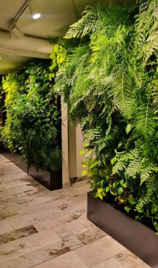 Verimli bir dikey bahçe, ardışık sarmaşık ve canavar yaprakları da dahil olmak üzere çeşitli canlı bitkiler sergiler. Yoğun yeşillik, zengin dokular ve yeşilin değişik tonlarıyla bir duvarı kaplar..