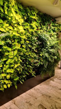 Sarmaşık, Monstera ve eğreltiotu da dahil olmak üzere yemyeşil yemyeşil bahçeler, canlı yeşil bir duvar oluşturur. Bitkiler yoğun bir şekilde düzenlenmiş, canlı bir duvar halısı oluşturarak kapalı alan ortamını geliştiriyor.. 