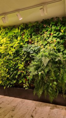 Sarmaşık, Monstera ve çeşitli eğreltiotları içeren çeşitli bitkiler içeren yemyeşil bir bahçe. Yapraklar farklı tonlar ve dokular gösteriyor.