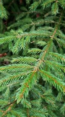 Görkemli bir yeşil ladin ağacı dağ rüzgârıyla yavaş ve ritmik bir dans eder. Esnek dalları kıvrılıp sallanarak doğanın gücünü ve zarafetini büyüleyici bir şekilde gösteriyor. Bu huzurlu ama güçlü sahne evcilleşmemiş ruhu yakalar.