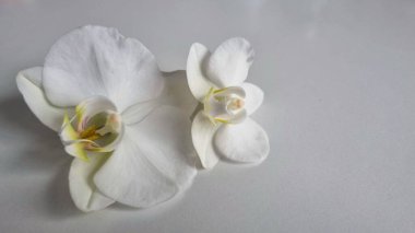 Beyaz orkideli arka plan, gri arka planda narin çiçek tasarımı stüdyolar, çiçekçiler ve salonlar için konsept.