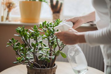 Houseplants, indoor plants. Woman takes care of her indoor plants, water them.
