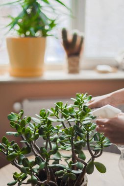Ev bitkileri, ev bitkileri. Kadın ev bitkileriyle ilgileniyor, onları sulıyor..