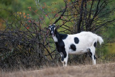 Yüzü maskeli siyah ve beyaz bir keçi, sonbahar renklerinde çalılıkların önünde kuru otların üzerinde tetikte bekliyor..