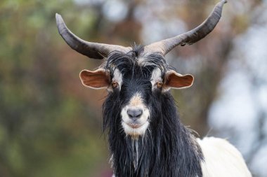 Uzun kıvrımlı boynuzları ve siyah beyaz ceketi olan tüylü bir keçi bulanık bir yamaçta dikiliyor..