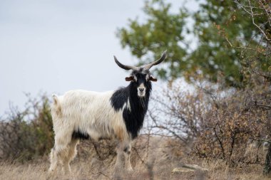 Uzun boynuzları ve sakalı olan siyah ve beyaz bir keçi bulutlu bir gökyüzünün altındaki kuru bir yamaçta tetikte bekliyor..