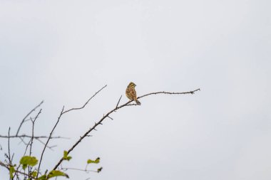 Küçük kahverengi ve sarı daire kiraz kuşu solgun bir gökyüzüne karşı çıplak bir dala tünemiş tüyleri çizilmiş ve gözleri parlak sarı bir noktayla işaretlenmiş..