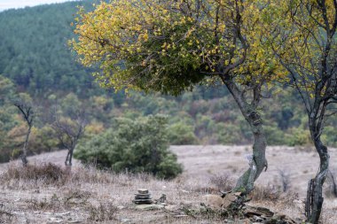 Sararmış yaprakları olan çarpık bir ağaç kuru çimenlerin ve dağınık taşların arasında duruyor yapraksız ağaçlar ve açık sonbahar ışığı altında ormanlık bir tepenin altında