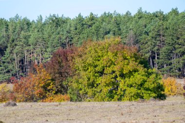  Sonbahar renklerinde ağaçlardan oluşan canlı bir orman manzarada yuva yapmış kırmızı çatılı uzak bir evin bulunduğu açık bir araziye sınır çiziyor..