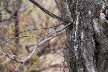 Turuncu kuyruklu küçük siyah bir kuş sessizce bir ağaç dalına tünemiş. 
