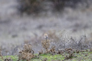 Kahverengi ve beyaz tüylü küçük bir kuzeyli kuş, yeşil bir sapın üzerine nazikçe tünemiş. 