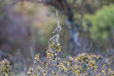 İki küçük kuş, sonbahar yeşilliklerinin üzerinde ince bir dal üzerine tünemiş. Yumuşak, bulanık bir ağaçlıkta..