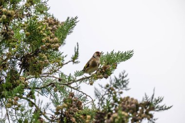 Yoğun yeşil kozalaklı kozalak dalları ve tohum kozalakları arasında canlı tüyleri olan bir Avrupa ispinozu..