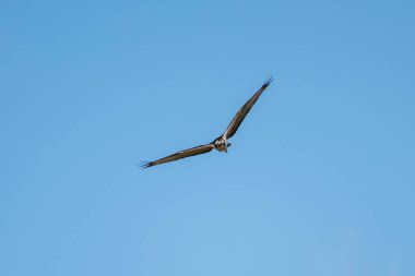 Mavi gökyüzünde zarif bir şekilde süzülür. Kanatları güçlü bir uçuş gösterisiyle açılır..