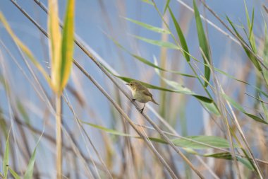 Yaygın chiffchaff sakin bir sulak arazi sahnesinde açık mavi bir gökyüzüne karşı zarif bir şekilde tünemektedir..